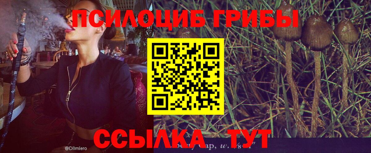 Псилоцибиновые грибы Psilocybine cubensis  Галлюциногенные грибы Cubensis  Бор 